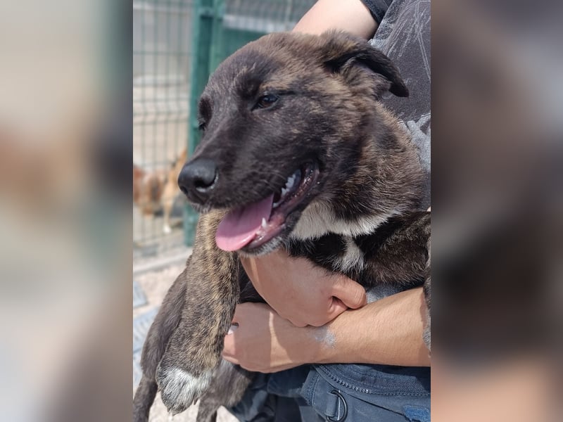 Blueberry Welpe Mischling Hündin Junghund sucht Zuhause oder Pflegestelle
