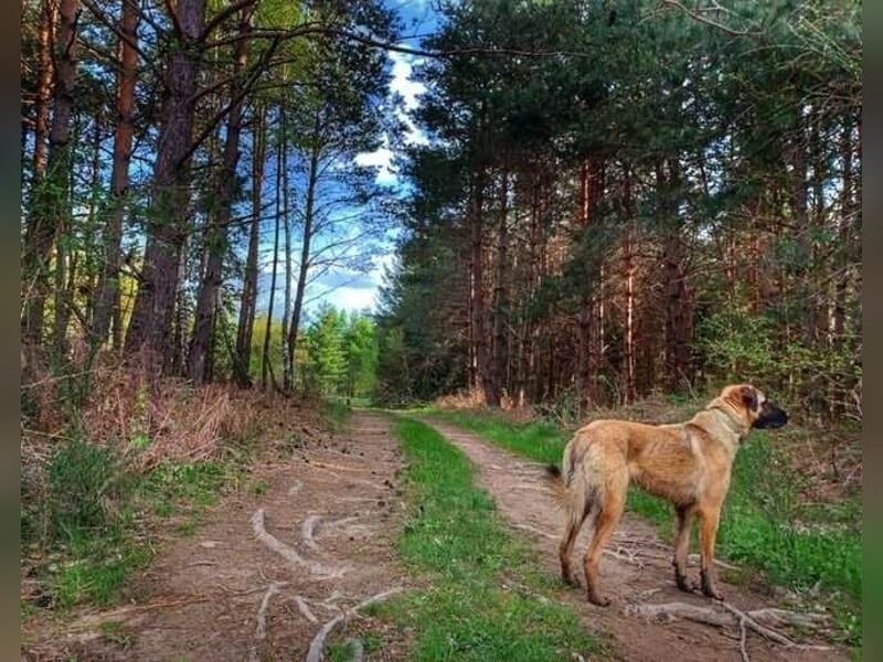 Kimba Schäferhund Mischling Hündin sucht Zuhause für immer