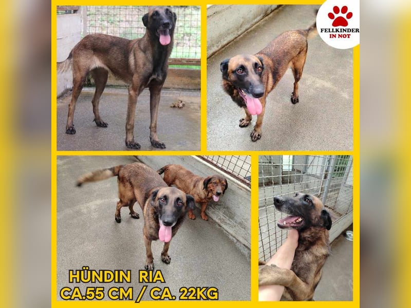 Ria aktive Malinois Mischlingshündin Mischling Hündin sucht Zuhause oder Pflegestelle