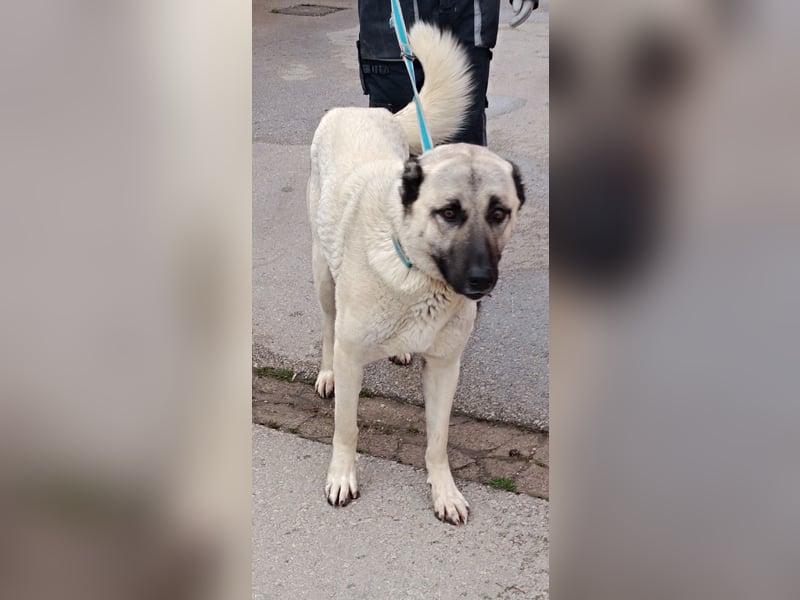 Zatanna liebe, verträgliche Kangal Mischling Hündin sucht Zuhause oder Pflegestelle