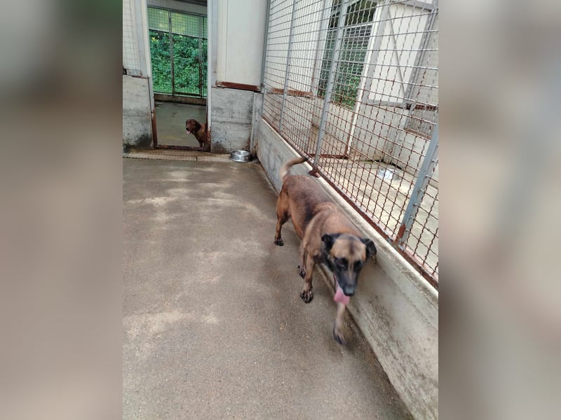 Ria aktive Malinois Mischlingshündin Mischling Hündin sucht Zuhause oder Pflegestelle