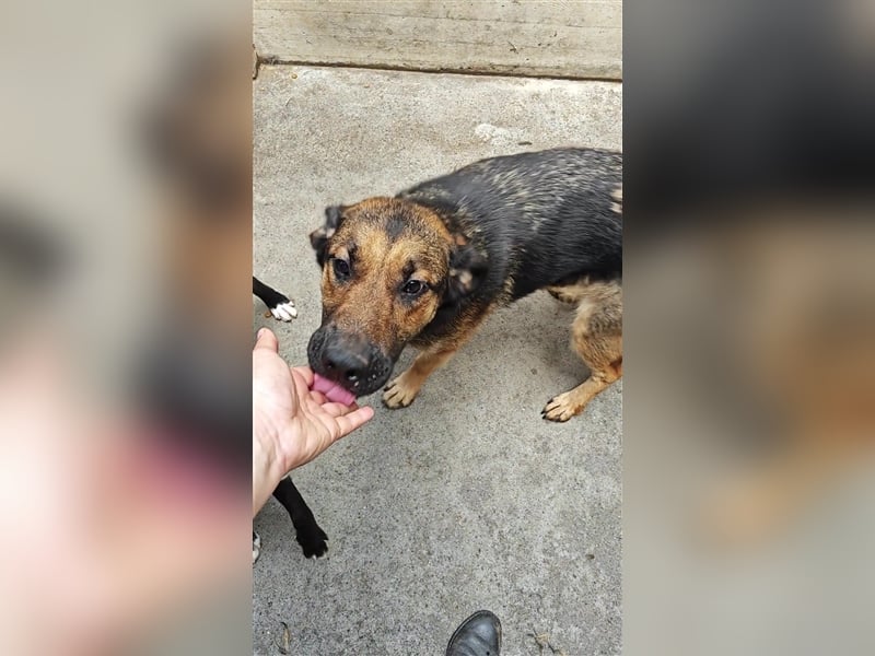 Mila Schäferhund Mischlingshündin Mischling Hündin sucht Zuhause oder Pflegestelle