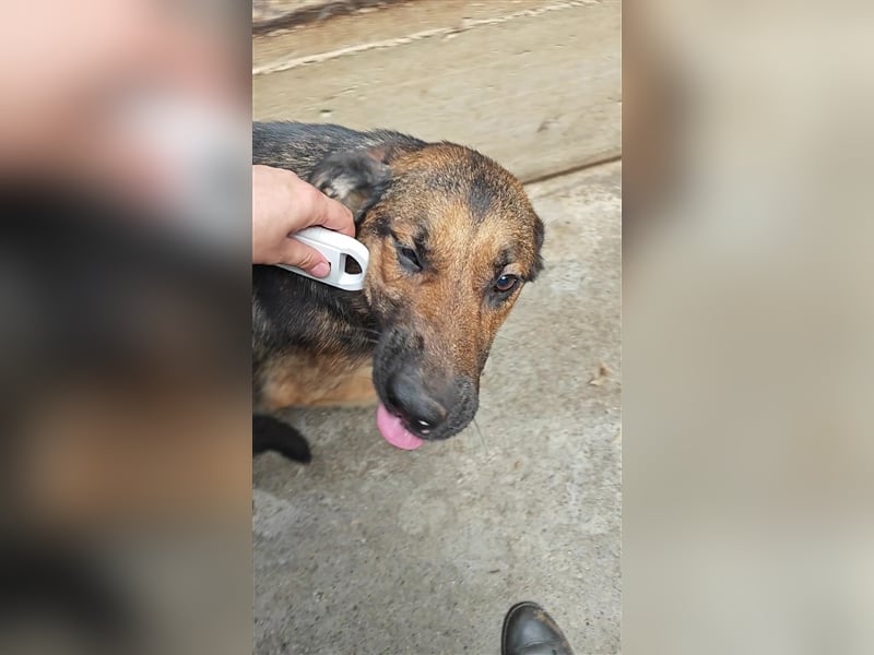 Mila Schäferhund Mischlingshündin Mischling Hündin sucht Zuhause oder Pflegestelle