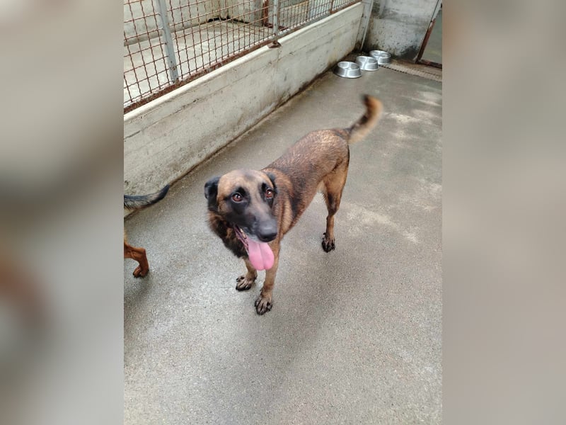 Ria aktive Malinois Mischlingshündin Mischling Hündin sucht Zuhause oder Pflegestelle