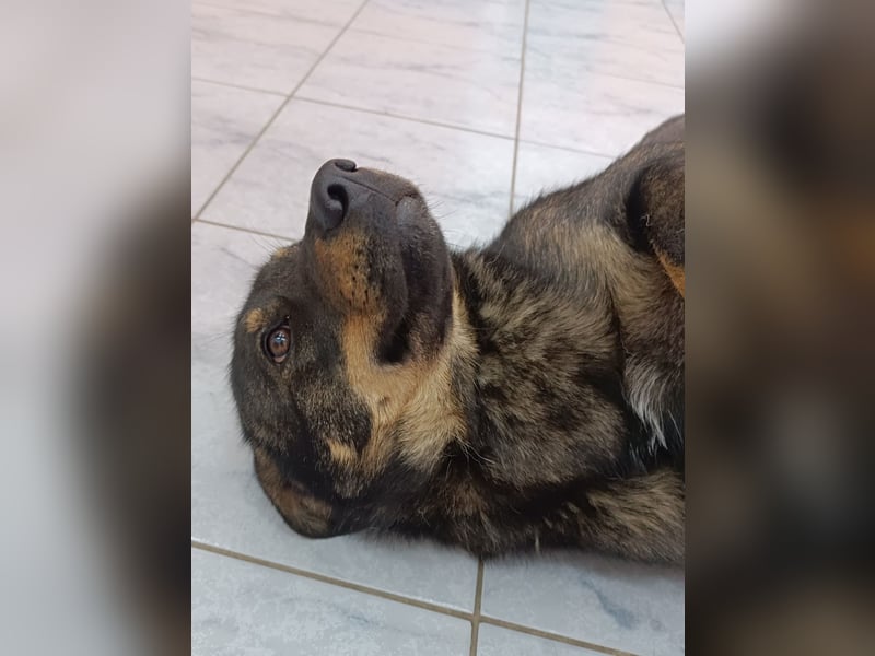 Doris Schäferhund Mischling Hündin Junghund sucht Zuhause oder Pflegestelle