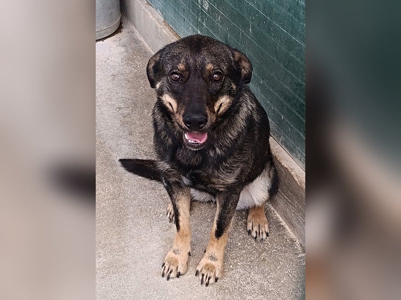 Doris Schäferhund Mischling Hündin Junghund sucht Zuhause oder Pflegestelle