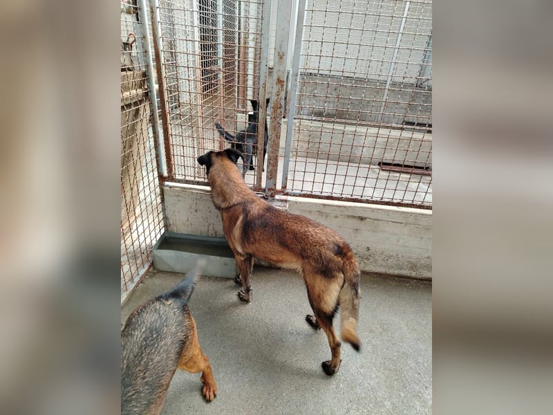 Ria aktive Malinois Mischlingshündin Mischling Hündin sucht Zuhause oder Pflegestelle