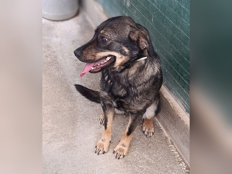 Doris Schäferhund Mischling Hündin Junghund sucht Zuhause oder Pflegestelle