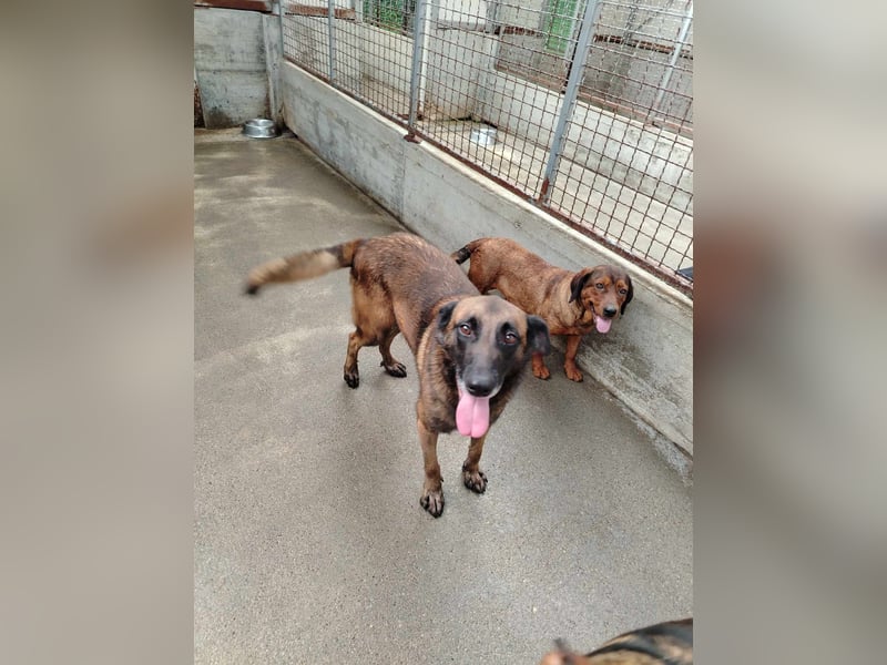 Ria aktive Malinois Mischlingshündin Mischling Hündin sucht Zuhause oder Pflegestelle