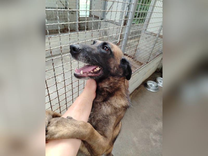 Ria aktive Malinois Mischlingshündin Mischling Hündin sucht Zuhause oder Pflegestelle