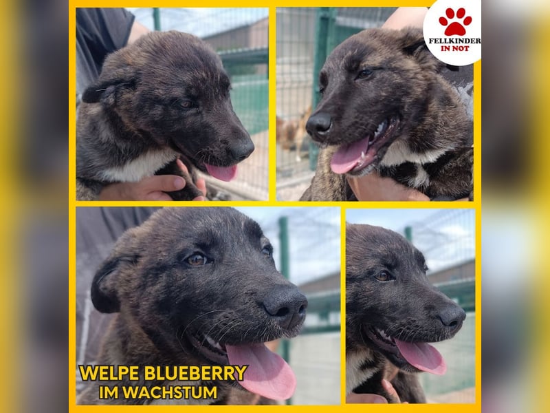 Blueberry Welpe Mischling Hündin Junghund sucht Zuhause oder Pflegestelle