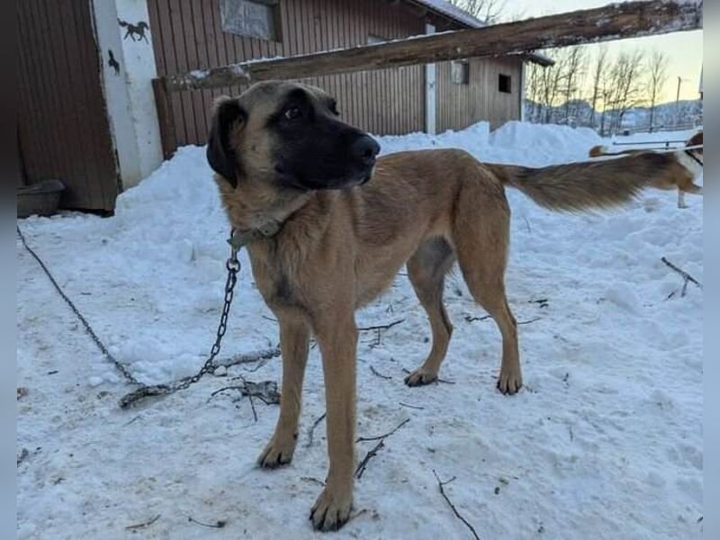 Kimba Schäferhund Mischling Hündin sucht Zuhause für immer