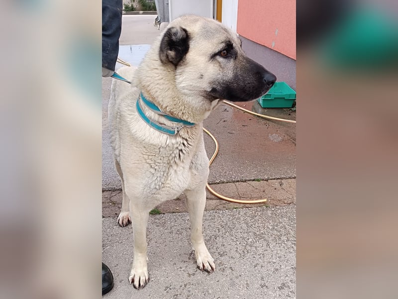 Zatanna liebe, verträgliche Kangal Mischling Hündin sucht Zuhause oder Pflegestelle