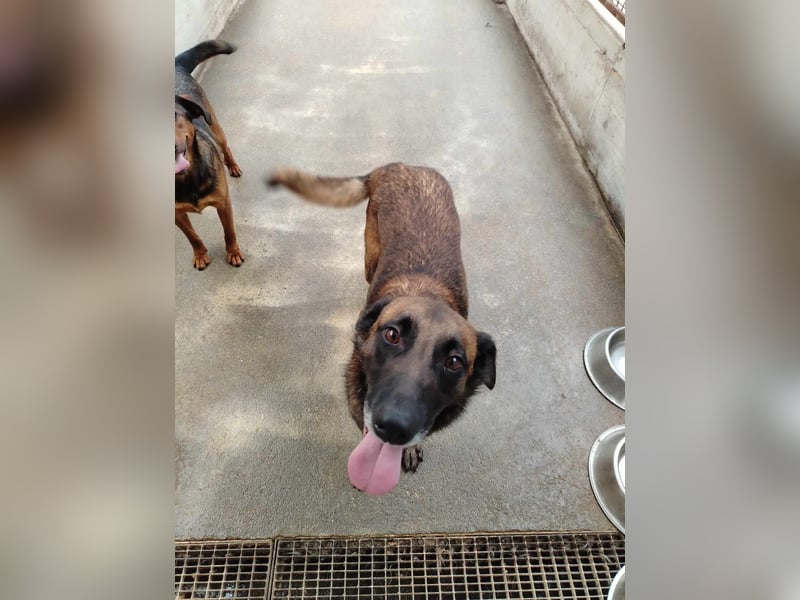 Ria aktive Malinois Mischlingshündin Mischling Hündin sucht Zuhause oder Pflegestelle