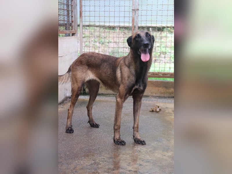 Ria aktive Malinois Mischlingshündin Mischling Hündin sucht Zuhause oder Pflegestelle