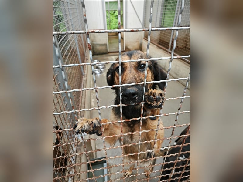 Mila Schäferhund Mischlingshündin Mischling Hündin sucht Zuhause oder Pflegestelle