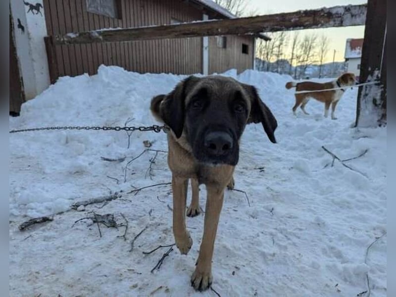 Kimba Schäferhund Mischling Hündin sucht Zuhause für immer