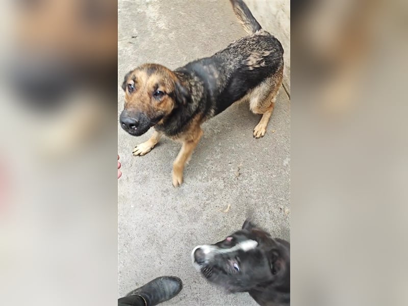 Mila Schäferhund Mischlingshündin Mischling Hündin sucht Zuhause oder Pflegestelle