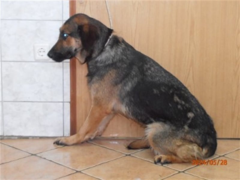 Mila Schäferhund Mischlingshündin Mischling Hündin sucht Zuhause oder Pflegestelle