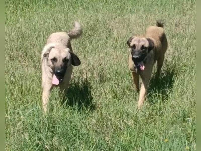 Kimba Schäferhund Mischling Hündin sucht Zuhause für immer