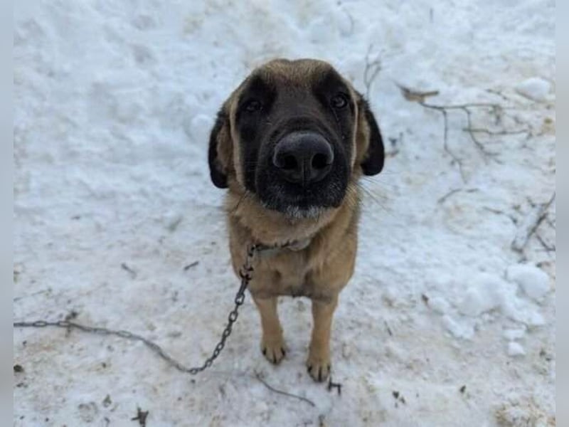 Kimba Schäferhund Mischling Hündin sucht Zuhause für immer