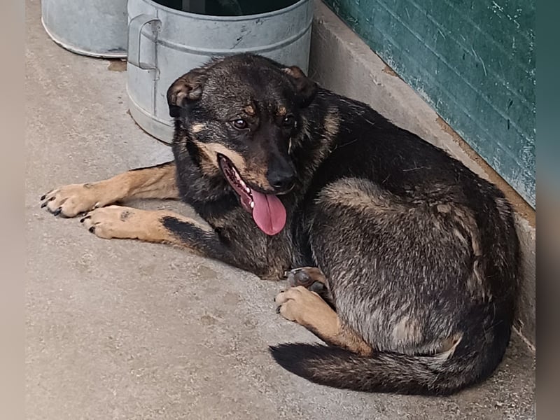 Doris Schäferhund Mischling Hündin Junghund sucht Zuhause oder Pflegestelle
