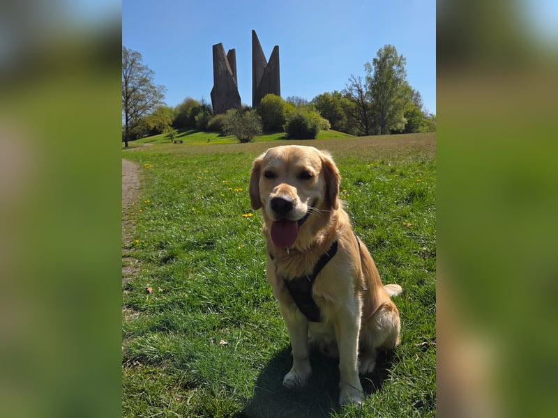 Goldador Labrador/Golden Retriever Welpen