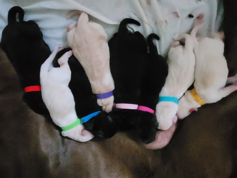 Goldador Labrador/Golden Retriever Welpen