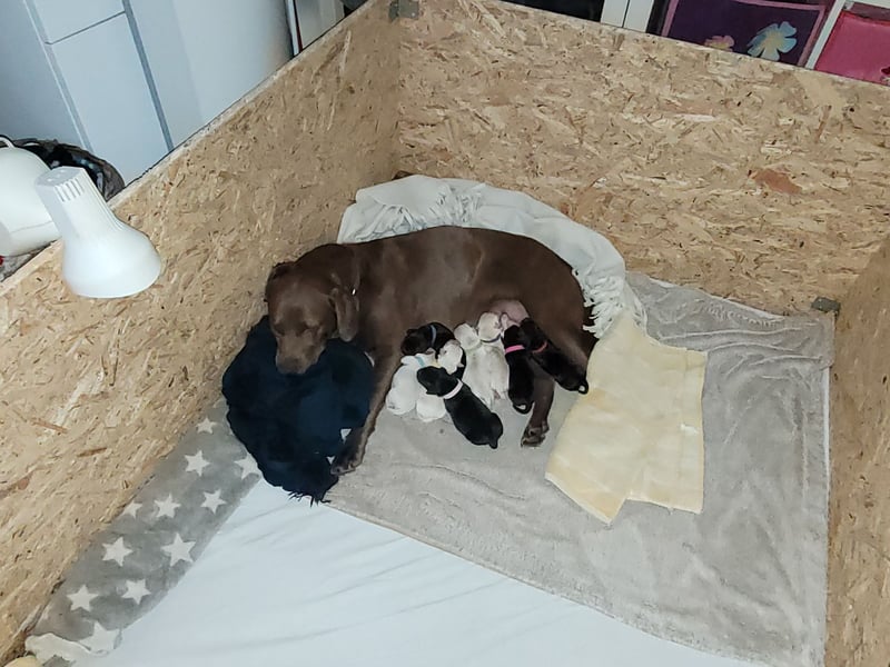 Goldador Labrador/Golden Retriever Welpen