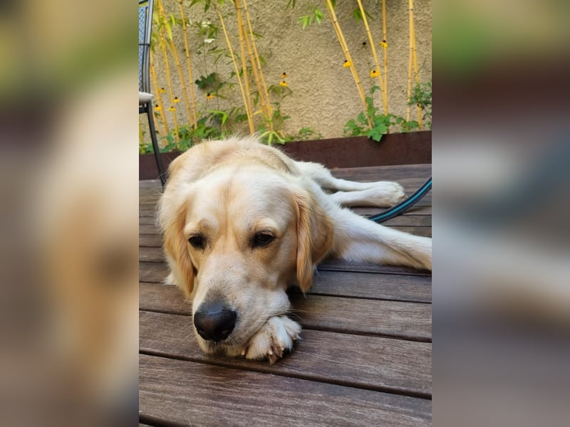 Goldador Labrador/Golden Retriever Welpen