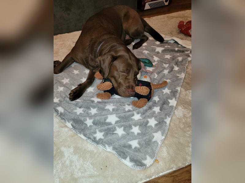 Goldador Labrador/Golden Retriever Welpen