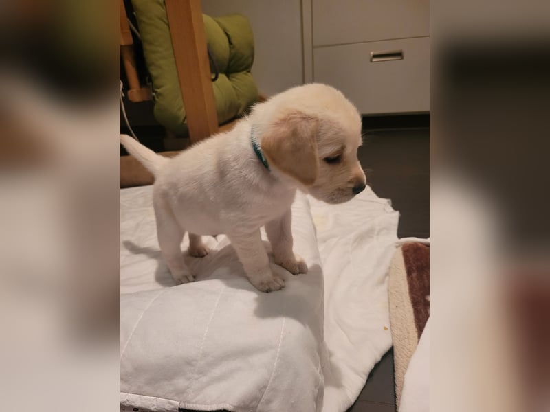Goldador Labrador/Golden Retriever Welpen