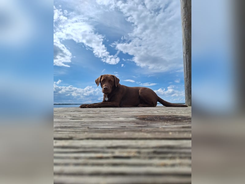 Goldador Labrador/Golden Retriever Welpen