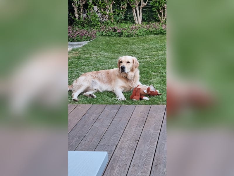 Goldador Labrador/Golden Retriever Welpen