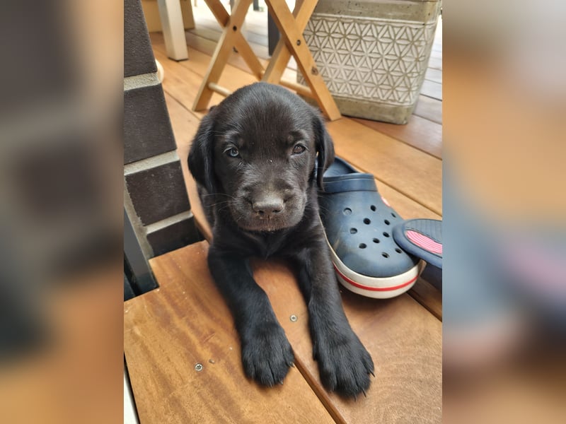 Goldador Labrador/Golden Retriever Welpen