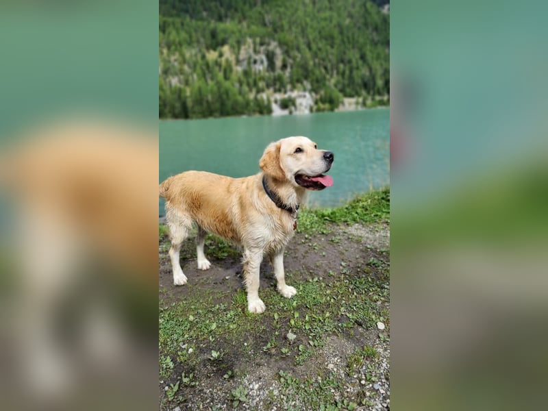 Goldador Labrador/Golden Retriever Welpen