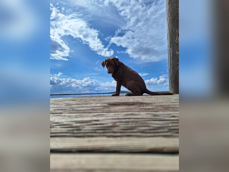Goldador Labrador/Golden Retriever Welpen