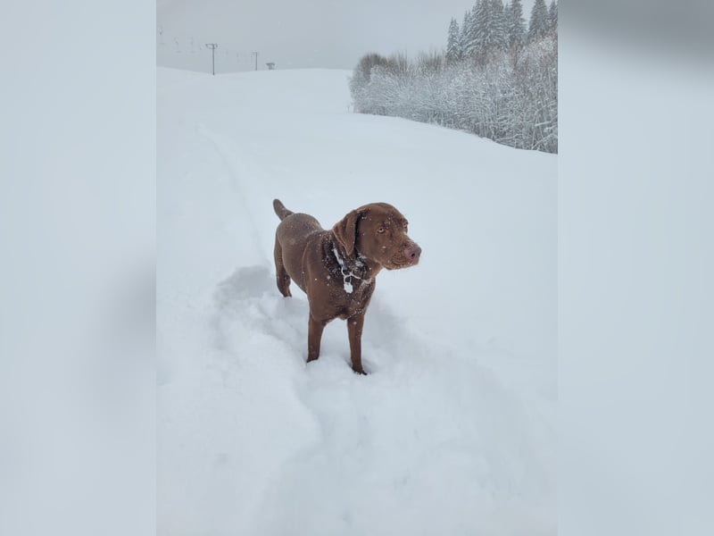 Goldador Labrador/Golden Retriever Welpen