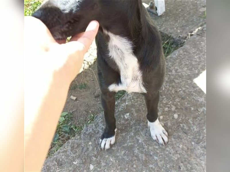 Ebony, ca. 5 Monate