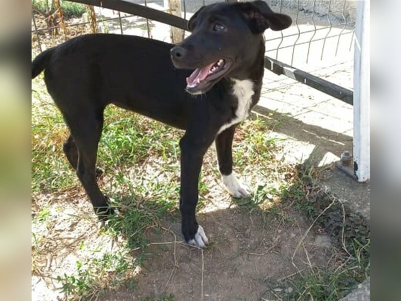 Ebony, ca. 5 Monate