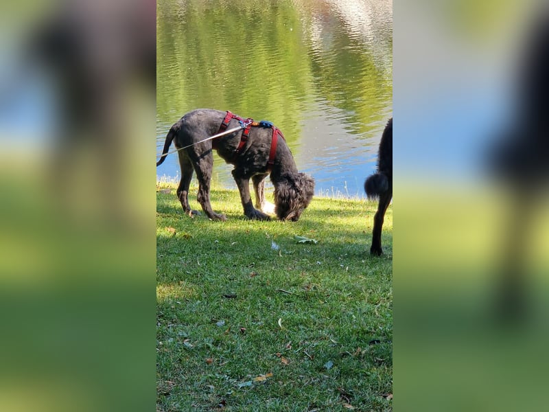 Layla - ein schönes,stolzes Mädchen