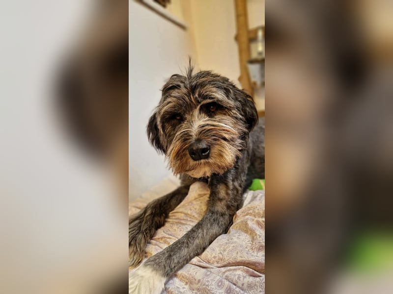 Layla - ein schönes,stolzes Mädchen