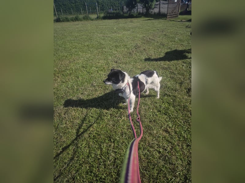 Puchi sucht ihr Zuhause