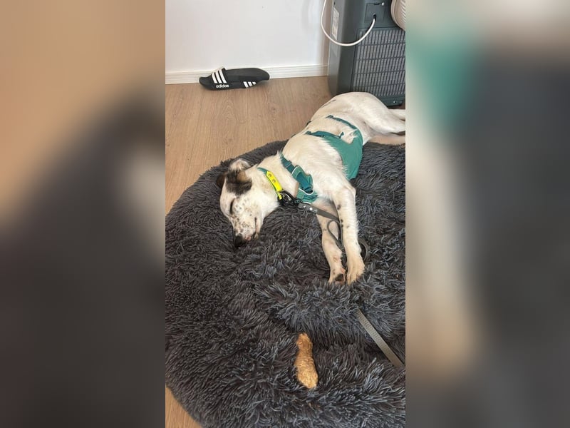 Lotti sucht ihr Zuhause