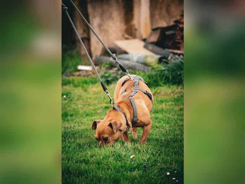 Möhre sucht ihr Zuhause