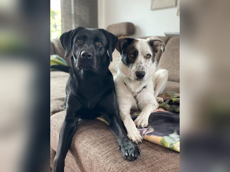 Lotti sucht ihr Zuhause