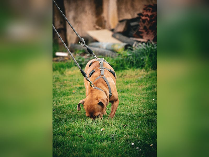 Möhre sucht ihr Zuhause