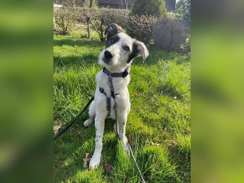 Lotti sucht ihr Zuhause