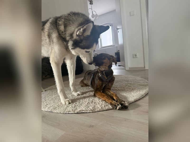 Marla sucht ihr Zuhause