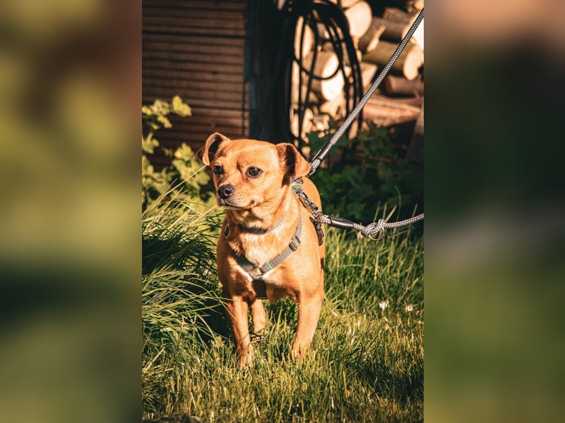 Möhre sucht ihr Zuhause